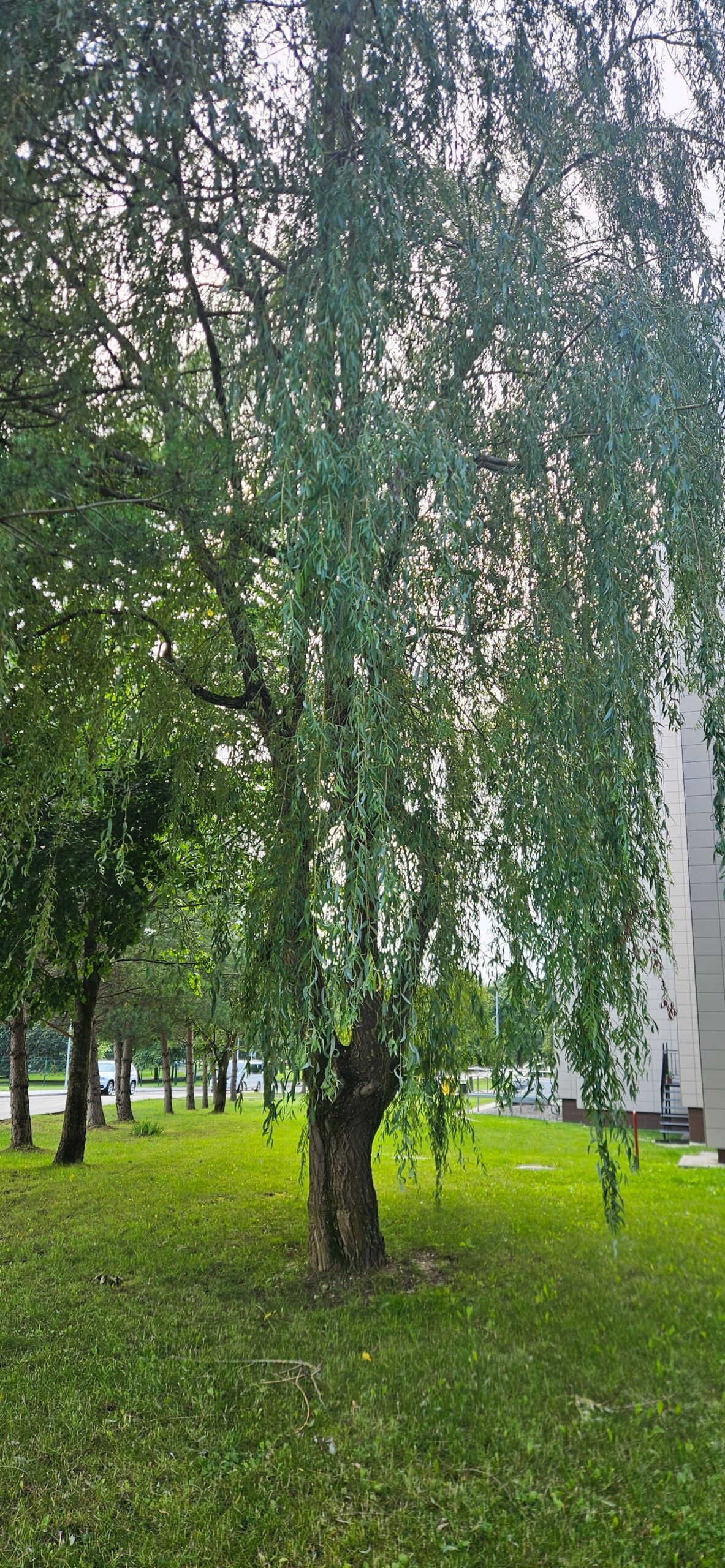 Šilalė, Kovo 11-osios g.